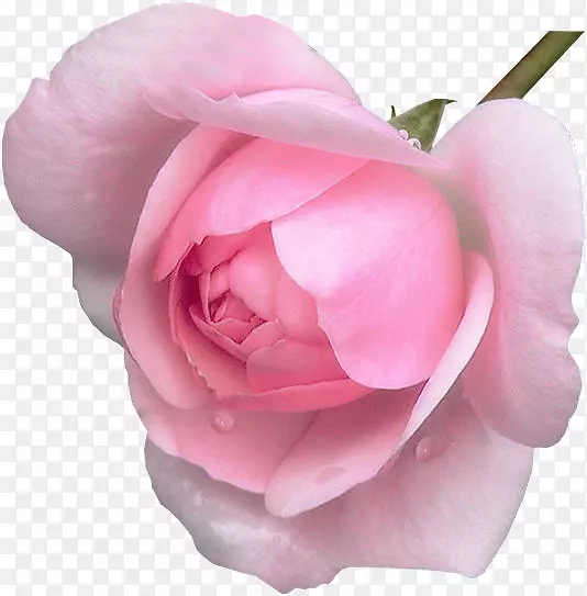 友谊日，欢迎粉红色的花，爱的报价