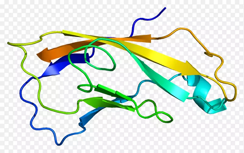 cdh 2钙粘蛋白α-甲胎蛋白基因