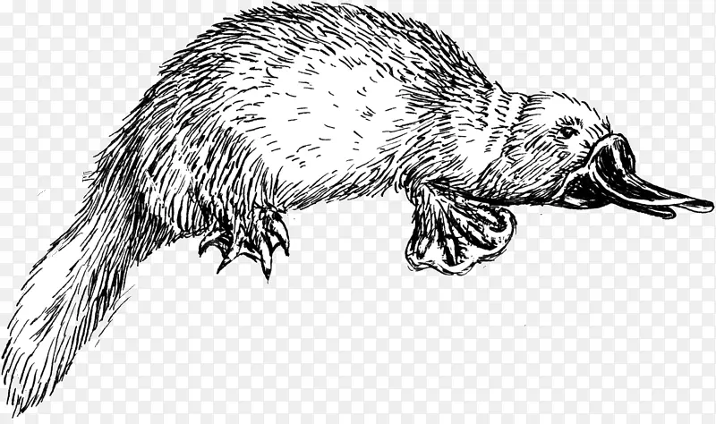 佩里，鸭嘴兽画的菲尼亚斯弗林线艺术-浣熊
