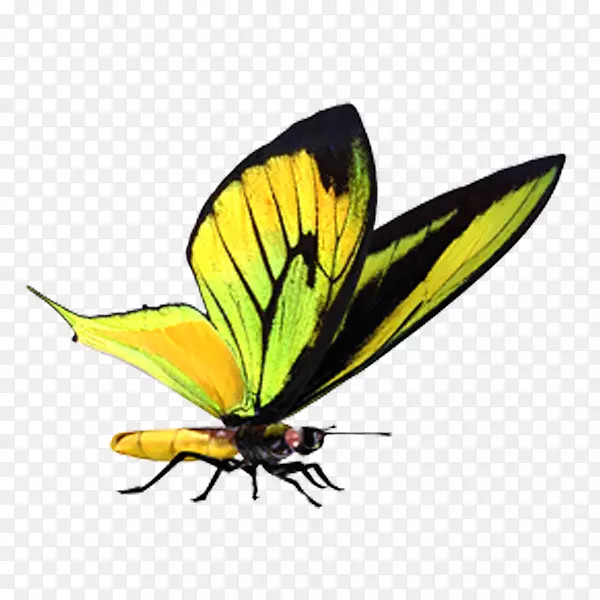 蝴蝶电脑图标剪贴画-蝴蝶