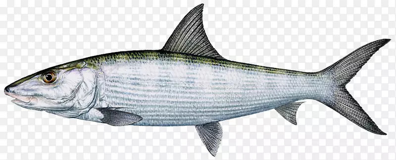 沙丁鱼国际猎鱼协会