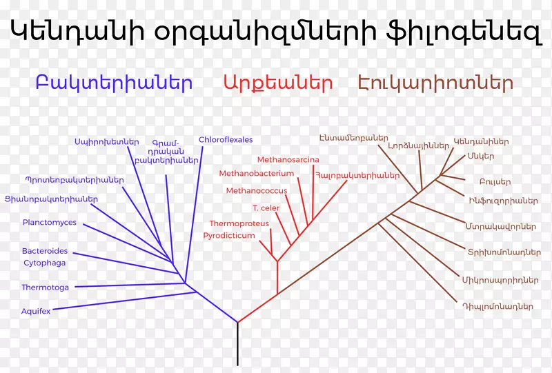 系统发育树系统发育三域系统进化树
