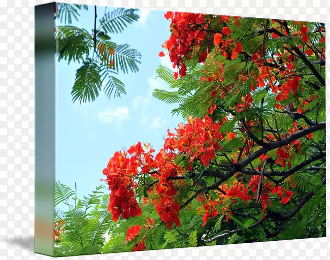 夏威夷皇家红豆杉天然花卉树