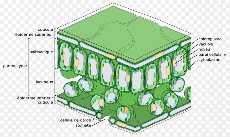 表皮栅栏细胞组织叶片光合作用-叶片