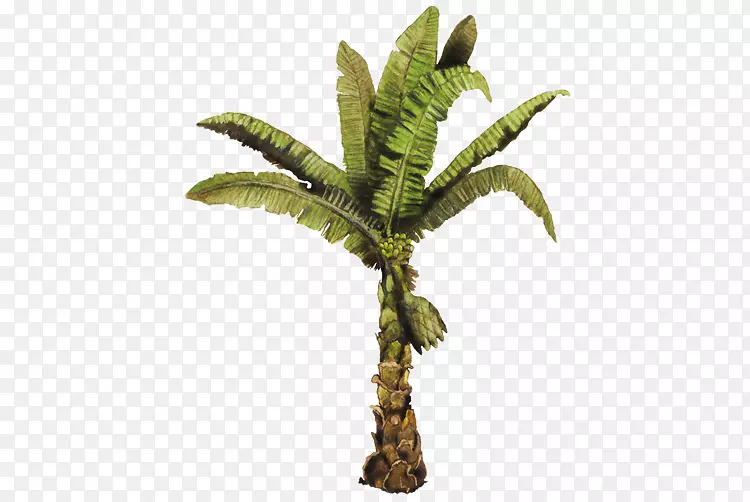 花盆椰子，槟榔科，紫杉-椰子