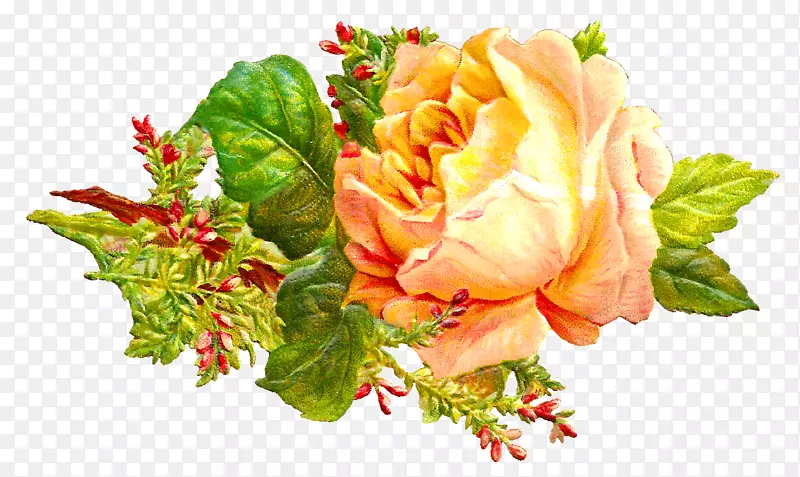 花园玫瑰，蜈蚣玫瑰，切花，花卉设计