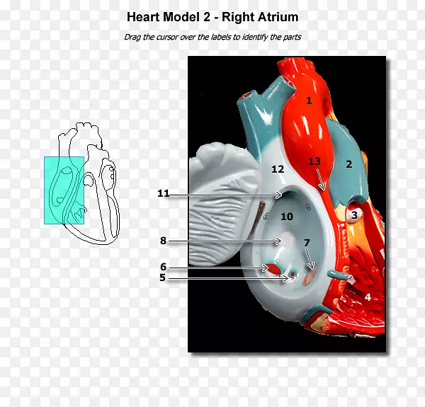 心房心脏解剖心室生理学-心脏