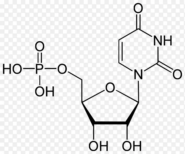 胸苷单磷酸腺苷一磷酸脱氧尿苷单磷酸