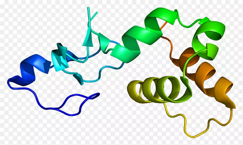 蛋白p53 rffl基因泛素连接酶