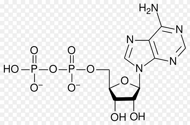腺苷一磷酸腺苷三磷酸腺苷二磷酸核糖核苷酸