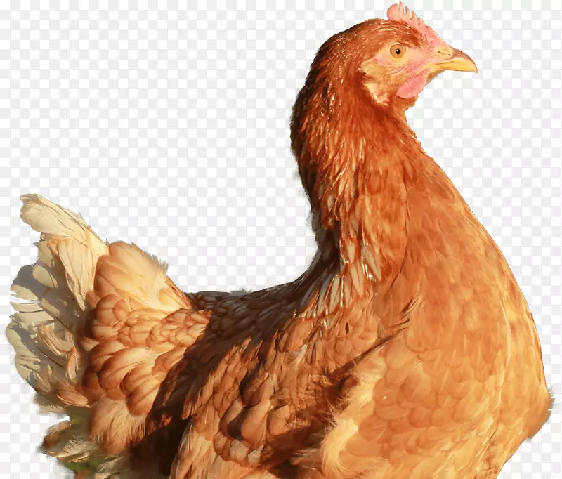 鸡腿鸡电池笼食品家禽养殖-鸡蛋