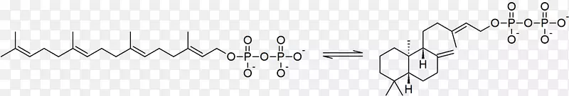 异构酶分子内反应分子胡萝卜素