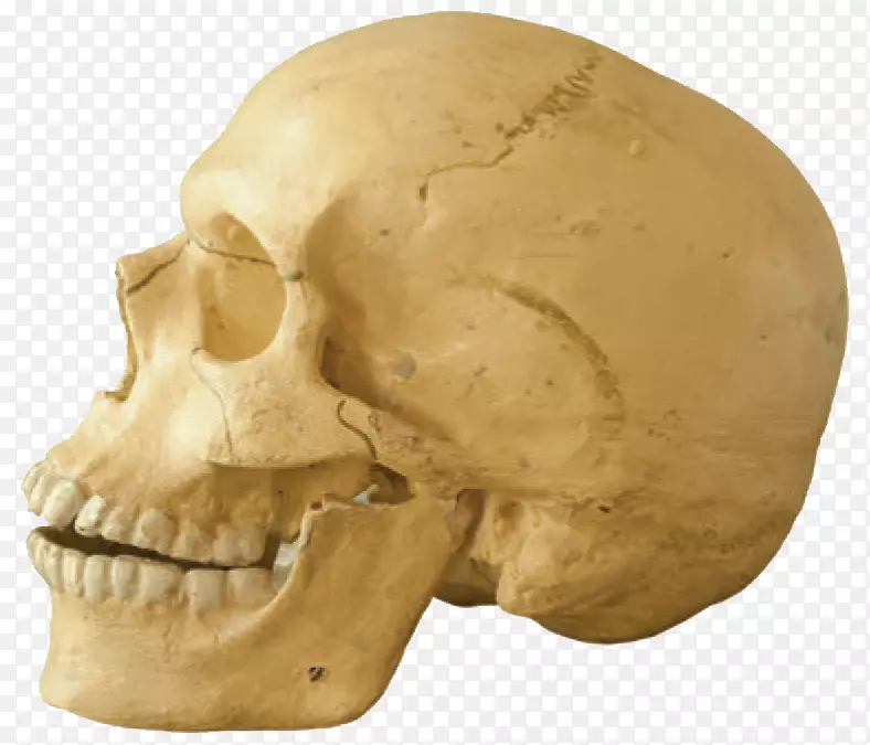 托塔维尔人颅骨颌骨智人人类牙齿头骨