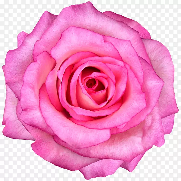 玫瑰摄影粉红花朵-免费玫瑰