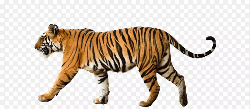 孟加拉虎全球自然基金会西伯利亚虎苏门答腊虎世界自然基金会-印度