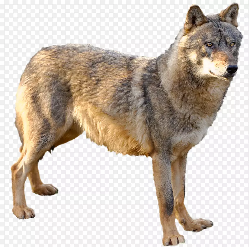 昆明狼，捷克斯洛伐克狼，南非狼，阿拉斯加苔原狼-狼
