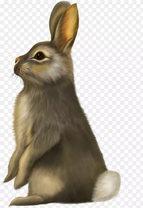 兔YouTube剪贴画-兔子