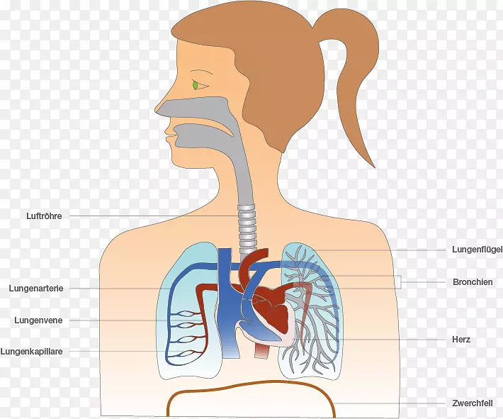 肺人体呼吸气管肩鼻