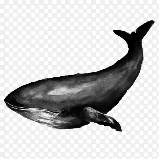 图库溪白喙海豚普通宽吻海豚鲸