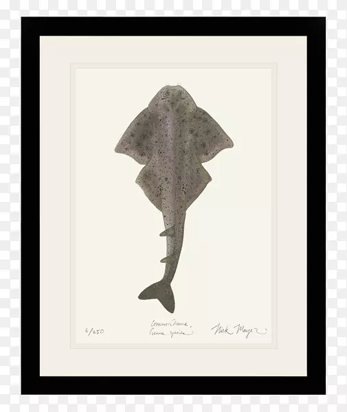 安杰鲨鱼尼克梅耶艺术有限公司大西洋鱼类-鲨鱼