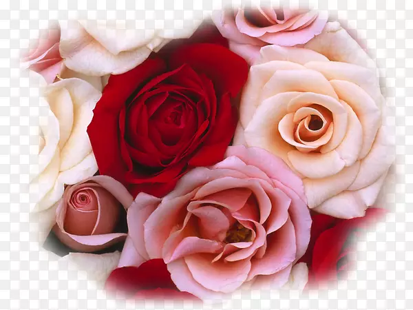 玫瑰花束红白玫瑰