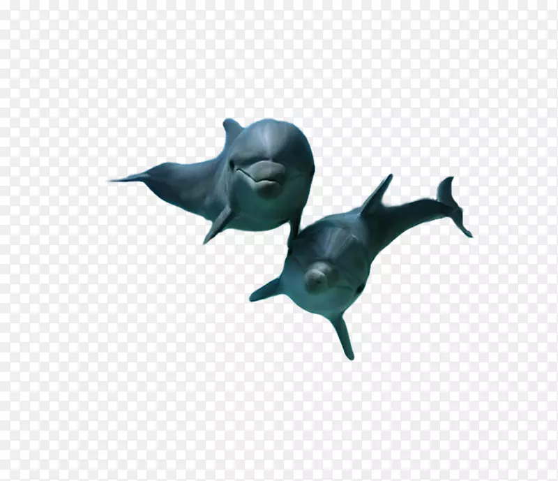海豚作家海剪贴画-海豚