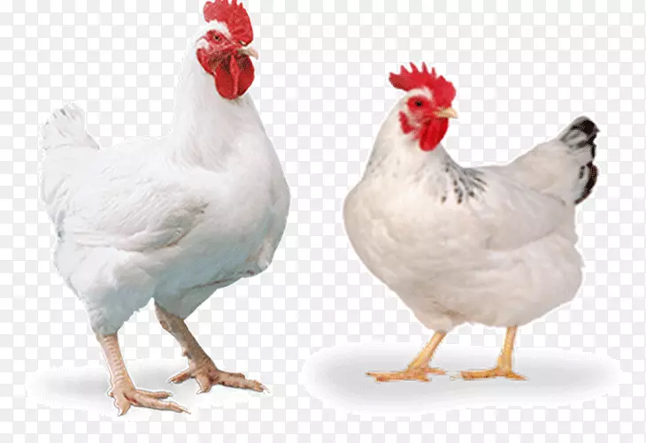 康沃尔鸡、肉鸡、家禽养殖蛋