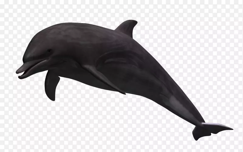 普通宽吻海豚批发三维计算机图形图库绘制动画