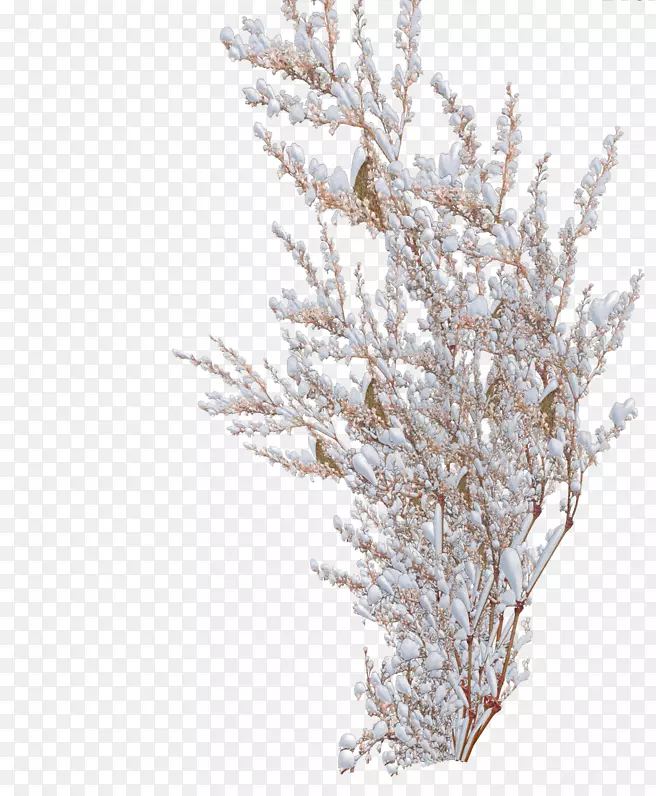 灌木雪树松树-雪