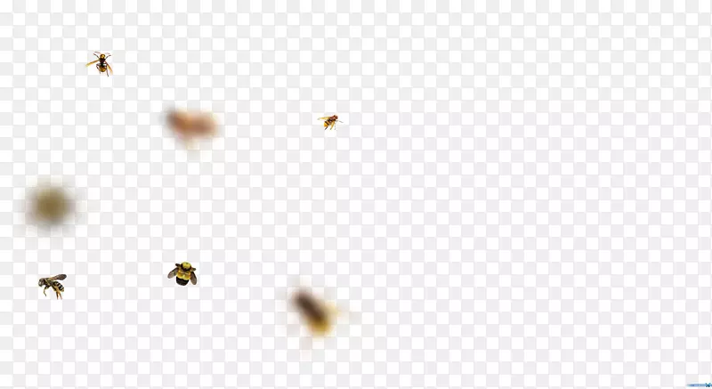 昆虫桌面壁纸传粉机电脑特写昆虫