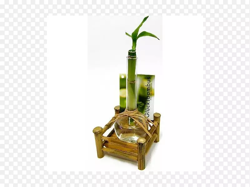吉祥竹室内植物花瓶常绿竹