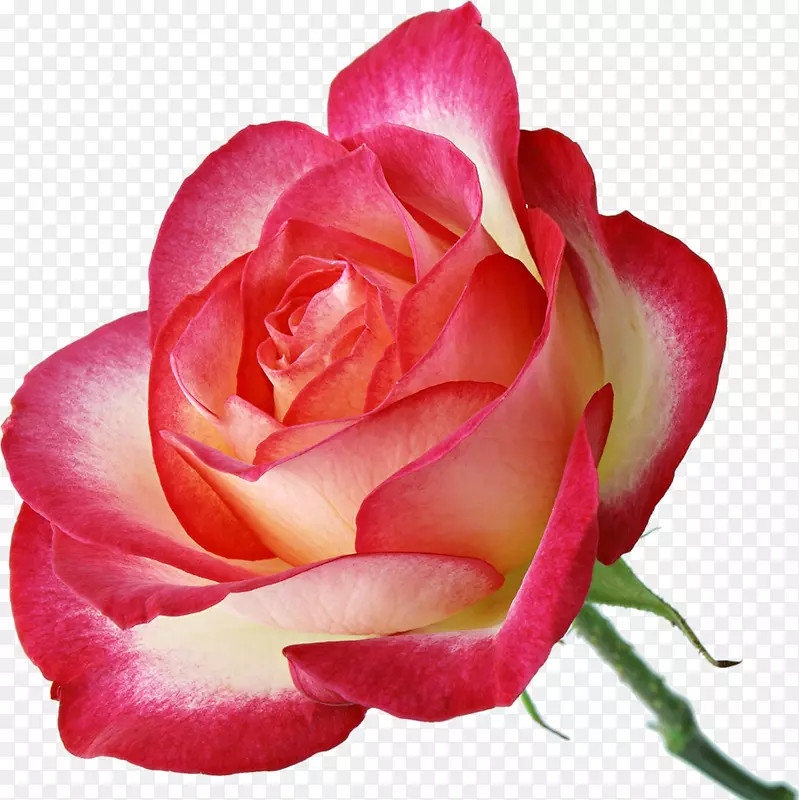 花园玫瑰花，粉红色蜈蚣玫瑰