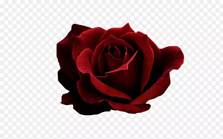 花园玫瑰红色剪贴画