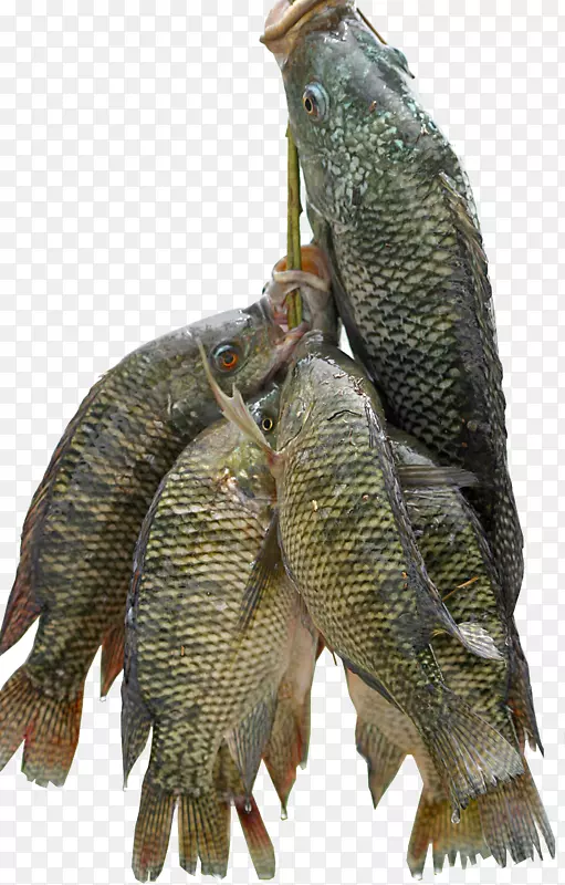 尼罗河罗非鱼养殖食用鱼