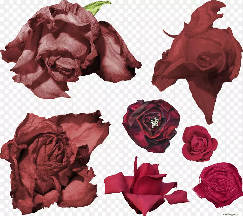 花园玫瑰文件夹保存切花-玫瑰