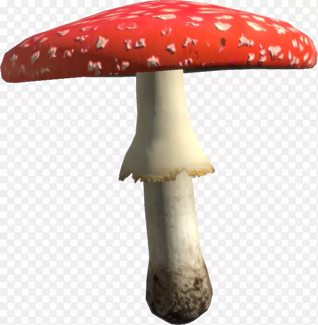 蘑菇、马氏菌、食品真菌-蘑菇