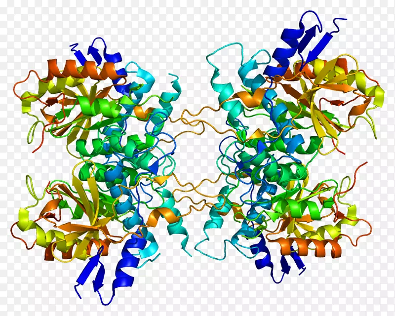 自噬蛋白atg4a atg 8半胱氨酸蛋白酶