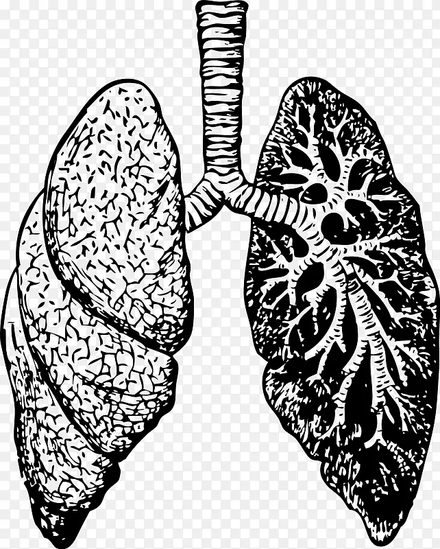 绘制肺夹艺术-心脏