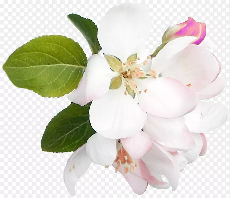 花卉数字图像剪贴画-花卉