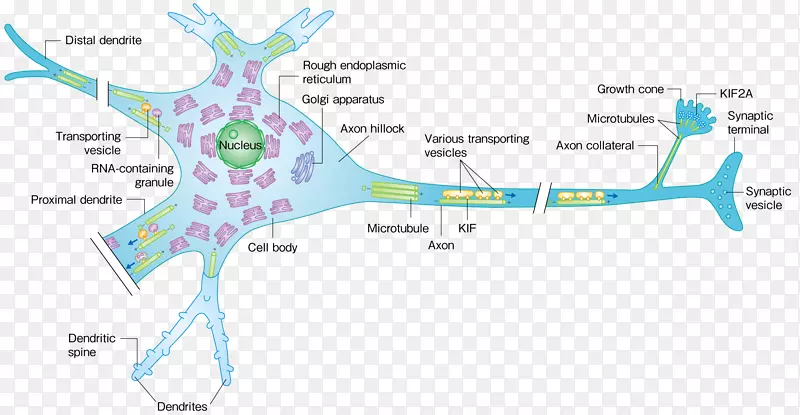 微管神经元运动蛋白激酶