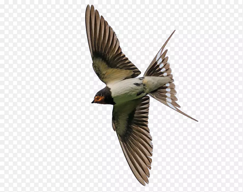 燕雀鸟，常见的鸟，亚欧飞鸟