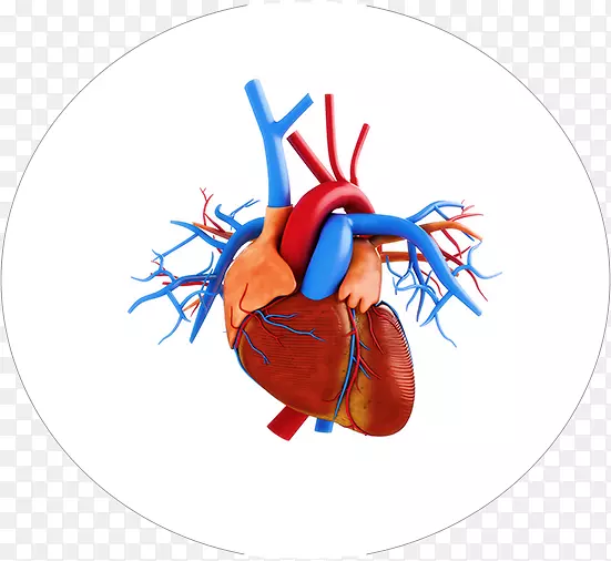 摄影心脏解剖-心脏