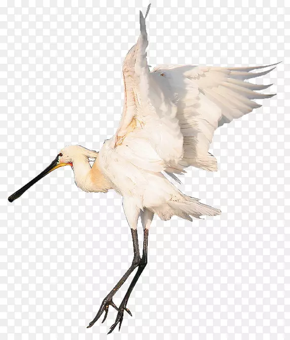 鸟喙白鹳中心-鸟