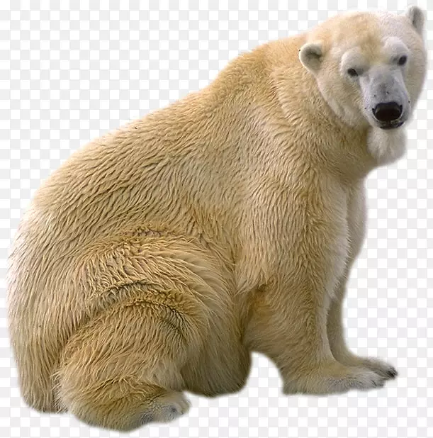 北极熊棕熊大熊猫