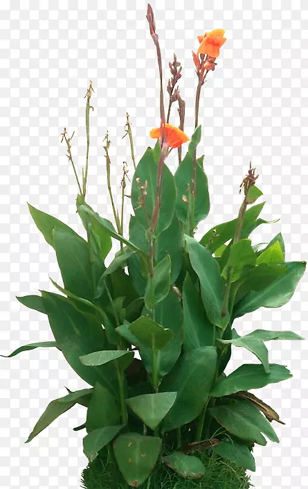 美人蕉植物渲染-植物