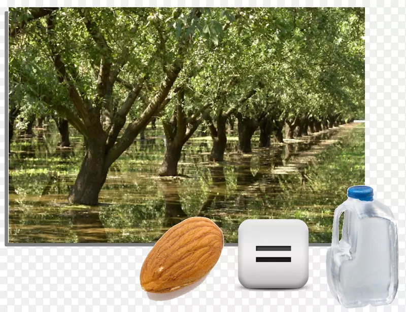 加州杏树灌溉水-杏仁