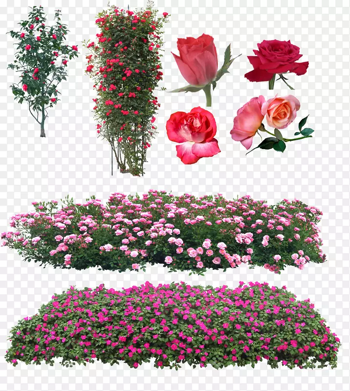 花园玫瑰花卉图案粉红色玫瑰