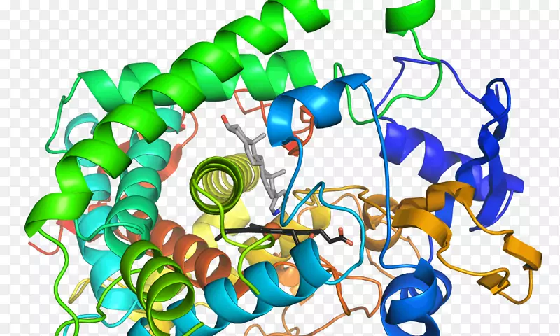 酶化学反应活化能催化细胞色素