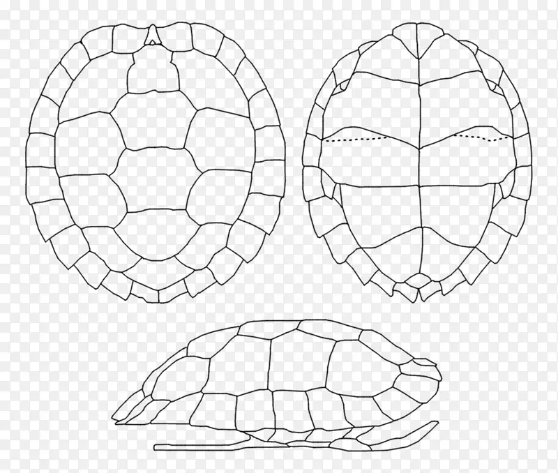 亚洲叶龟壳甲壳龟