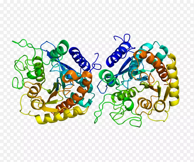 羧肽酶蛋白酶水解-酶